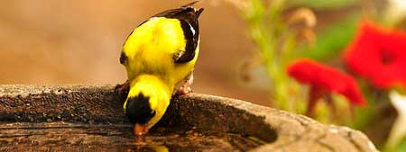 Birdbath bird pic